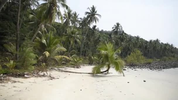 Kut Thailand Februar 2018 Kokospalmen Auf Der Paradiesischen Kokosnussinsel — Stockvideo