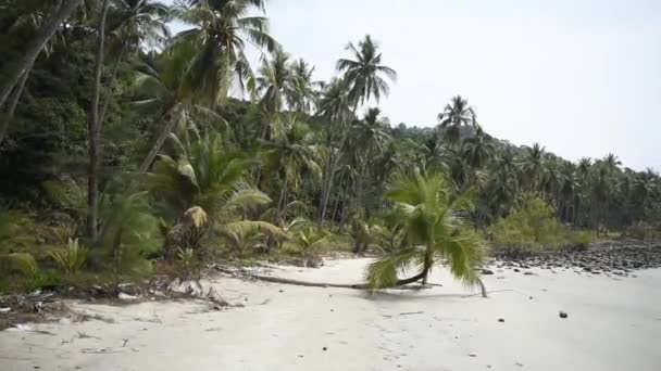 Kut Thaïlande Février 2018 Cocotiers Sur Île Paradisiaque Noix Coco — Video