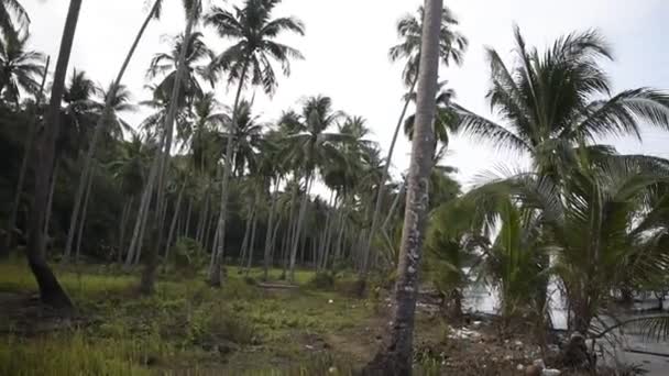 Kut Tayland Şubat 2018 Hindistan Cevizi Avuç Içi Coconut Island — Stok video