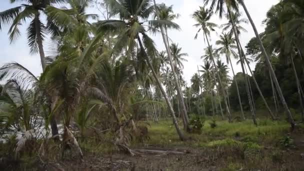 Кут Тайланд Февраля 2018 Года Кокосовые Пальмы Кокосовом Острове — стоковое видео