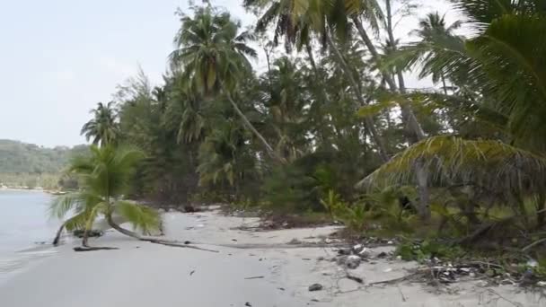 Kut Tayland Şubat 2018 Hindistan Cevizi Avuç Içi Coconut Island — Stok video