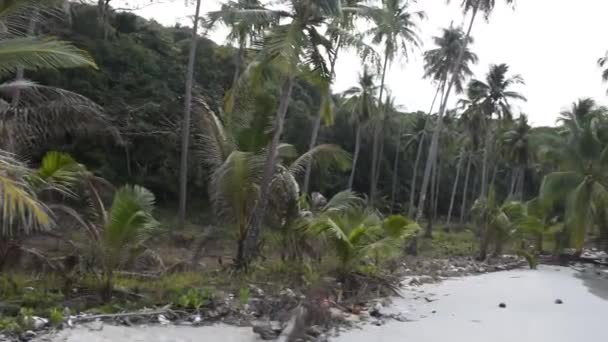 Kut Thailand Februar 2018 Kokospalmer Kokosøya – stockvideo