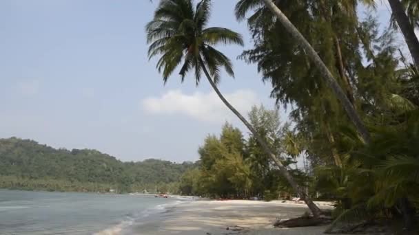 Kut Thailand Februar 2018 Kokospalmen Auf Der Kokosnussinsel — Stockvideo