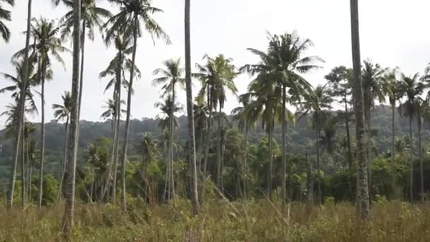 Kut Tajlandia Luty 2018 Palmy Kokosowe Wyspy Kokosowe — Wideo stockowe