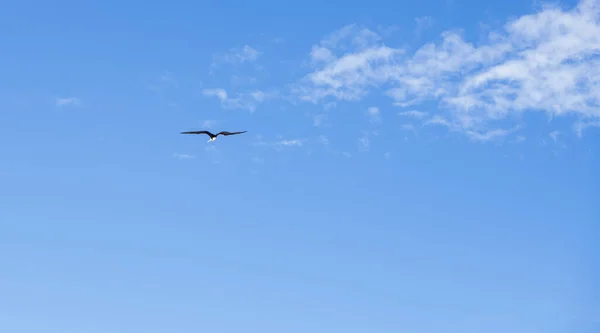 Vogel Fliegt Über Den Strand Kopakabana Mart 2020 — Stockfoto
