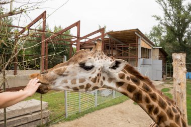 Vatikan freskleri. İtalya. 2014