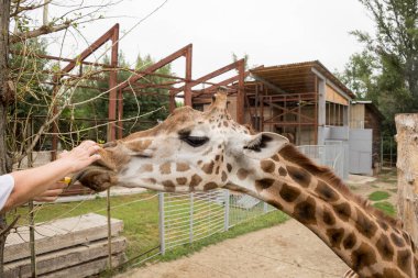 Vatikan freskleri. İtalya. 2014
