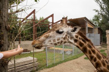 Vatikan freskleri. İtalya. 2014