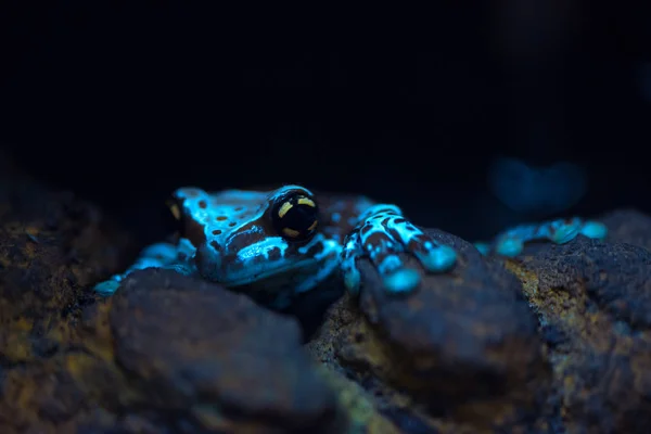 Giftfrosch Aus Nächster Nähe Geringe Schärfentiefe — Stockfoto