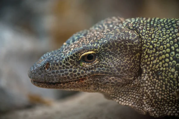 Dev kertenkele yakın çekim