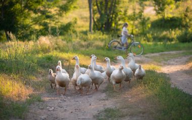 Beyaz evcil kaz sürüsü köy yolunda yürüyor.