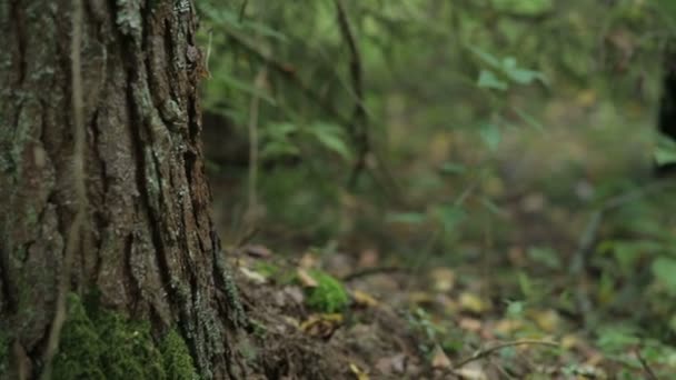 Fiatal boszorkány vörös hajjal, fekete kalapban és köpenyben gyertyákkal varázsol az erdőben. Általános terv — Stock videók