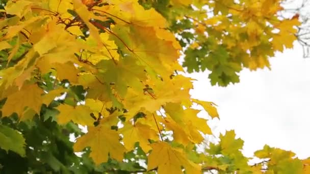 Golden maple leaves sway in the wind against the sky — ストック動画