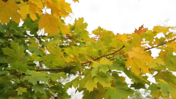Χρυσαφένια φύλλα σφενδάμου κυριαρχούν στον άνεμο ενάντια στον ουρανό — Αρχείο Βίντεο