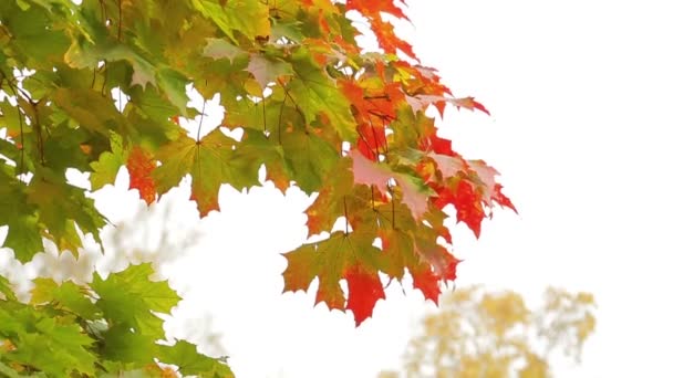 Le foglie d'acero gialle ondeggiano nel vento . — Video Stock