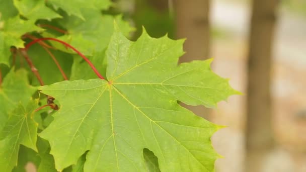 Foglia d'acero verde ondeggia nel vento contro il cielo . — Video Stock