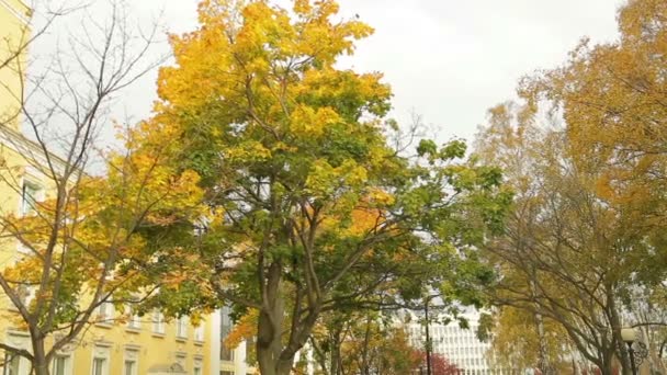 Žluté javory na podzim ve městě — Stock video
