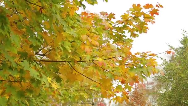 Feuilles d'érable dorées sur les arbres balancent dans le vent contre le ciel — Video