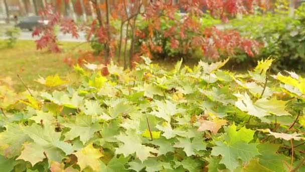 Les feuilles d'érable jaunes se balancent dans le vent 
