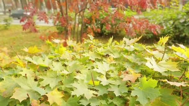 Yellow maple leaves sway in the wind — Stock Video