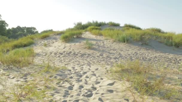 Sandy beach and rare vegetation in the desert. — Stock Video