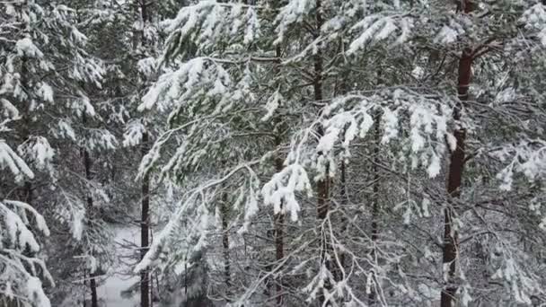 Bosque invernal de abetos y pinos en la nieve. La cámara se mueve — Vídeo de stock