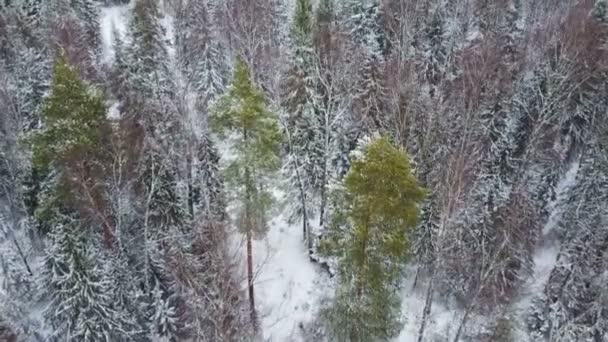 Пролет камеры через зимний лес ели и сосны в снегу — стоковое видео
