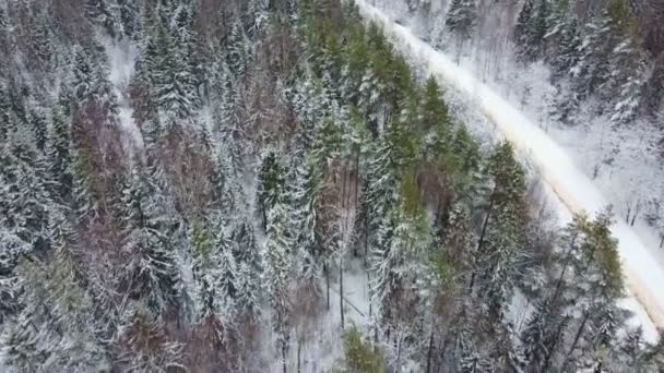 La fotocamera si muove sopra la foresta invernale di abeti rossi e pini e una strada innevata — Video Stock