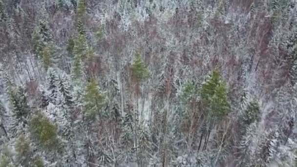 The camera moves over the winter forest and evergreen trees in the snow — Stock Video