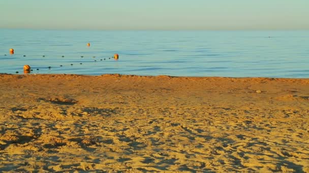 Calm sea and golden sandy shore after sunrise — Stock Video