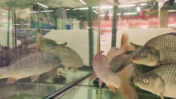 Ikan hidup di akuarium di pusat perbelanjaan. Gerakan lambat. — Stok Video