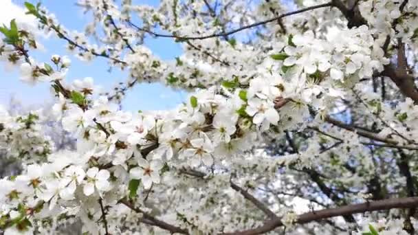 Blooming cherries in the spring in the wind pollinated by bees — Stock Video