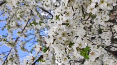 Baharda açan kirazlar Rüzgarda döllenen arılar