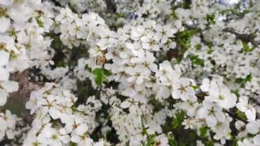 Baharda açan kirazlar Rüzgarda döllenen arılar.