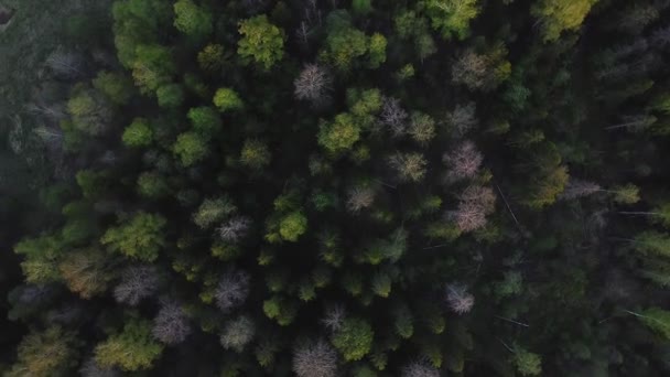 Zelené jaro smíšené lesní vrchol. Kruhové panorama — Stock video