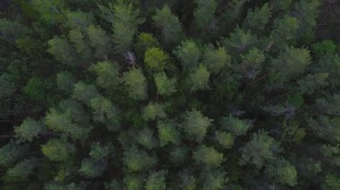 Yeşil karışık orman baharı taze yapraklar. Üst görünüm
