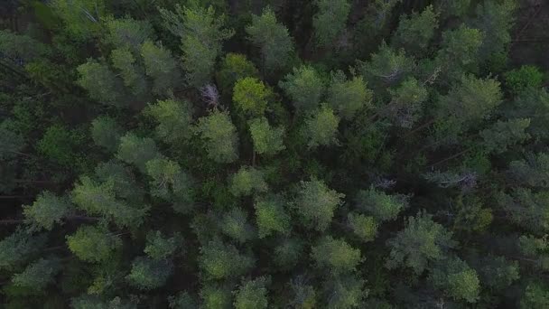 Grüner Mischwald Frühling junges Laub. Ansicht von oben — Stockvideo