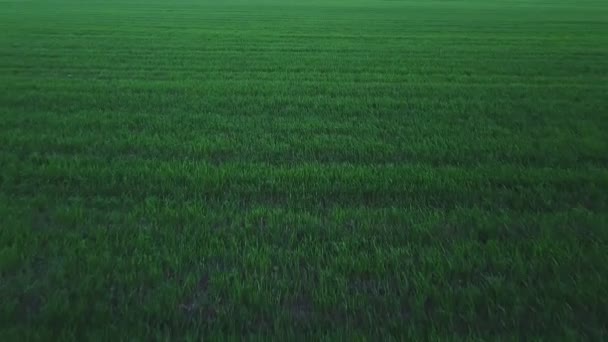 The cultivated fields and green shoots top view. Aerial — Stock Video