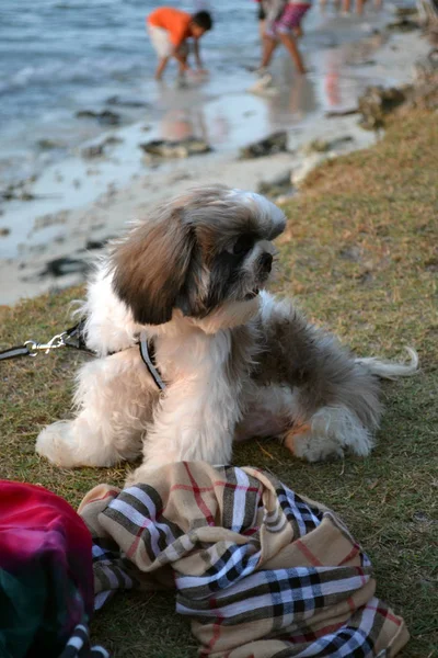 One dog playing around Tidung Island accompanying its master. Th — Stock Photo, Image