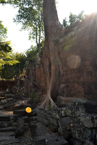 Templet ruinerna, träd och dess rot som bifogas dess vägg i ett — Stockfoto