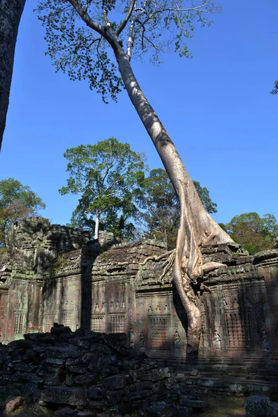 Templet ruinerna, träd och dess rot som bifogas dess vägg i ett — Stockfoto