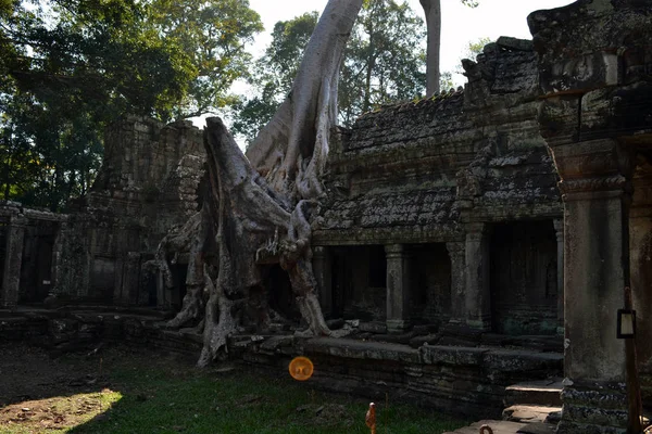 The temple ruins, trees, and its root attached to its wall in An — Stock Photo, Image
