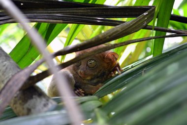 Cebu, Filipinler Filipin Tarsier. Sık sık olarak kabul