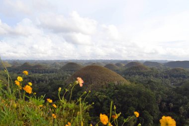 Çikolata Hills. Cebu, Filipinler yer. Ne bir geolog