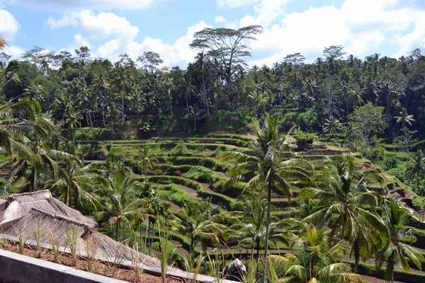 O campo de arroz em Ubud - Bali. É construído usando um filósofo. — Fotografia de Stock