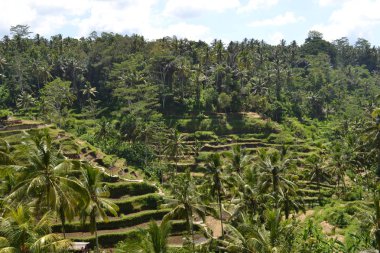 Pirinç alan Ubud - Bali. Bir philosop kullanılarak inşa edilmiştir