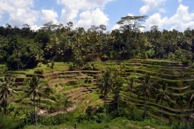 Pirinç alan Ubud - Bali. Bir philosop kullanılarak inşa edilmiştir