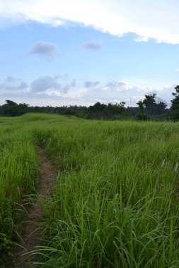 Campuhan ridge Ubud, Bali çevresinde görünümü. Güzel bir parça ile 