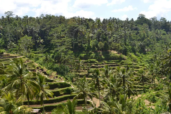 O campo de arroz em Ubud - Bali. É construído usando um filósofo. — Fotografia de Stock