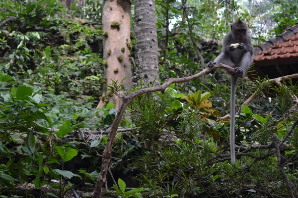 Los monos que cuelgan alrededor de Monkey Forest Sanctuary en Ubud, Bali —  Fotos de Stock